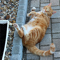 Kater Charlie
