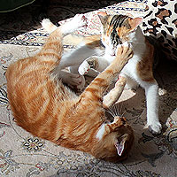 Charlie und Yuki