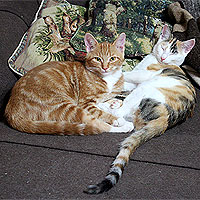 Kater Charlie