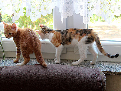 Charlie und Yuki
