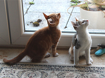 Charlie und Yuki