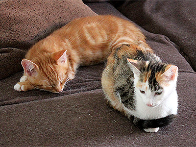 Charlie und Yuki