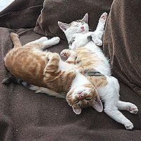 Charlie und Yuki