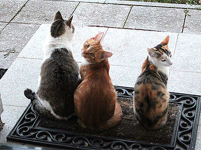 Molly, Yuki und Charlie