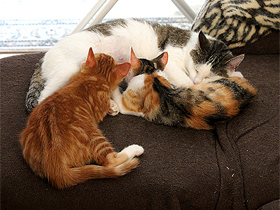 Katzen