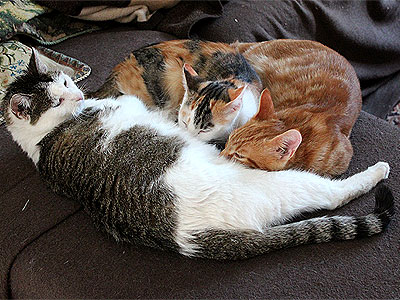 Molly, Yuki und Charlie