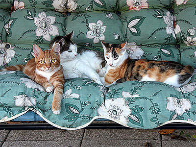 Molly, Yuki und Charlie