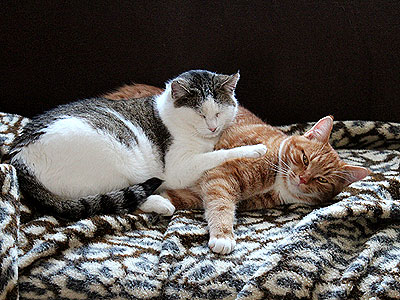 Charlie und Molli
