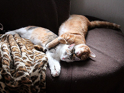 Charlie und Yuki