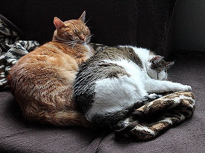 Charlie und Molli
