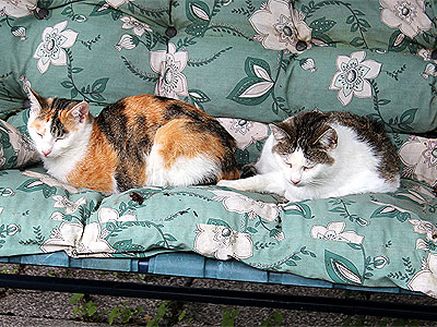 Molly und Yuki