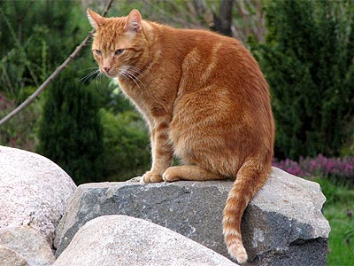Kater Leo