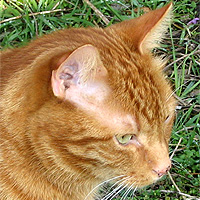 Kater Leo