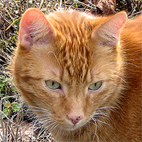 Kater Leo