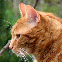 Kater Leo