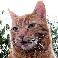 Kater Leo