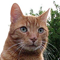 Kater Leo