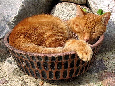 Kater Leo