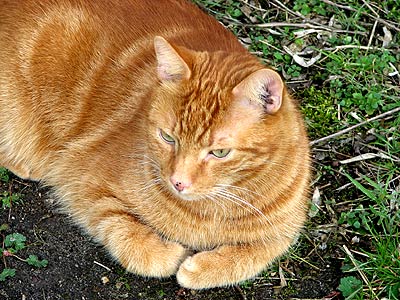 Kater Leo