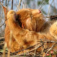 Kater Leo