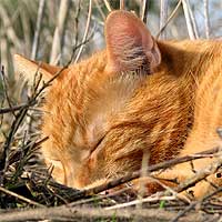 Kater Leo