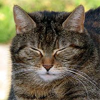 Katze Lucy