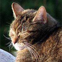 Katze Lucy