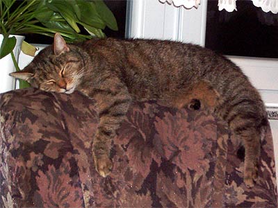 Katze Lucy