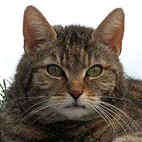 Katze Lucy