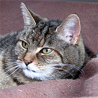 Katze Lucy