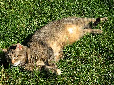 Katze Lucy