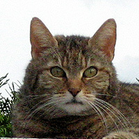 Katze Lucy