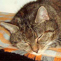 Katze Lucy