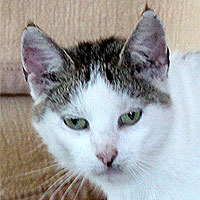 Katze Molly