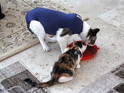 Molly und Yuki