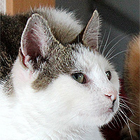 Katze Molly