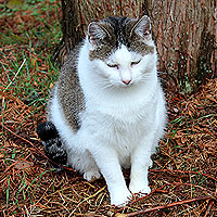 Katze Molly
