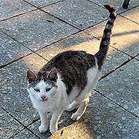 Katze Molly