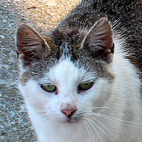 Katze Molly
