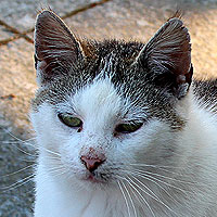 Katze Molly