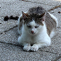 Katze Molly
