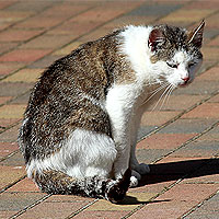 Katze Molly