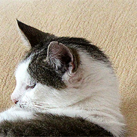 Katze Molly