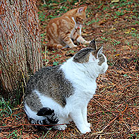 Katze Molly