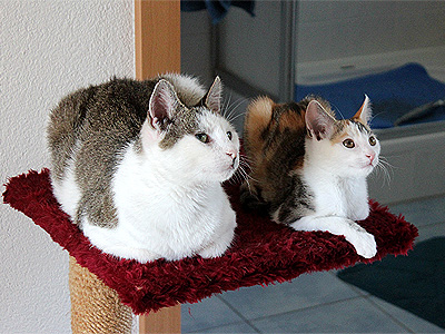 Molly und Yuki