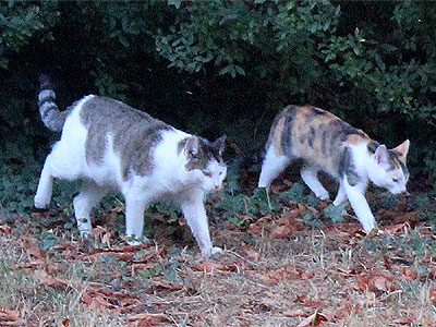 Molly und Yuki
