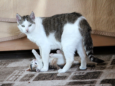 Molly und Yuki