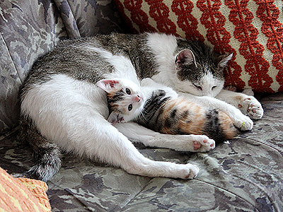 Molly und Yuki