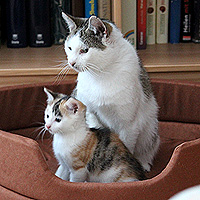 Molly und Yuki