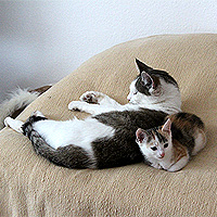 Molly und Yuki